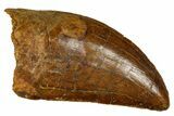 Serrated, Carcharodontosaurus Tooth - Real Dinosaur Tooth #372283-1
